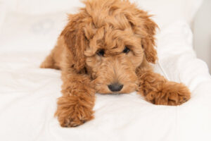 HOUSE of HARPER's Newest Member Rosie The Goldendoodle